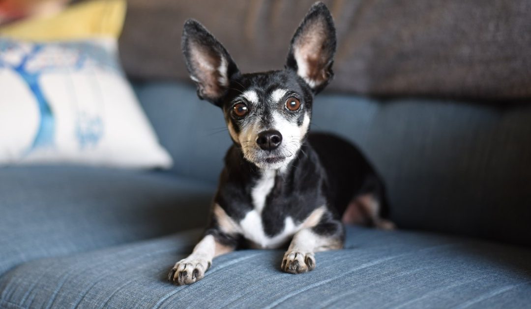 Pet-Friendly or Not? What to Consider for Your Rental Property